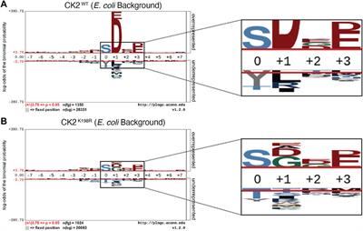 The Okur-Chung Neurodevelopmental Syndrome Mutation CK2K198R Leads to a Rewiring of Kinase Specificity